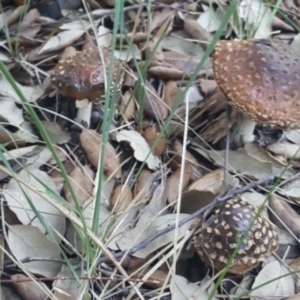 Amanita sp. at Molonglo Valley, ACT - 20 May 2017 04:11 PM