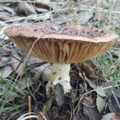 Amanita sp. at Molonglo Valley, ACT - 20 May 2017