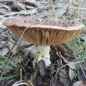 Amanita sp. at Molonglo Valley, ACT - 20 May 2017 04:11 PM