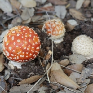 Amanita muscaria at Molonglo Valley, ACT - 29 Apr 2017 04:26 PM