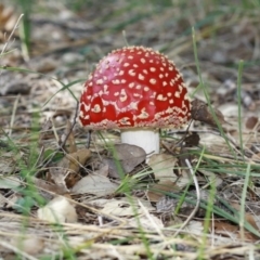 Amanita muscaria at Molonglo Valley, ACT - 29 Apr 2017