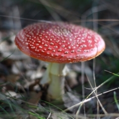 Amanita muscaria at Molonglo Valley, ACT - 29 Apr 2017 04:26 PM