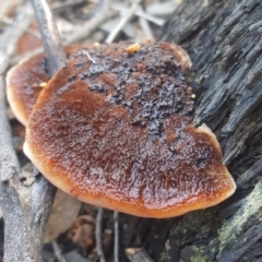 Postia pelliculosa (A wood-rotting bracket fungus) at Point 4526 - 28 May 2017 by forgebbaboudit