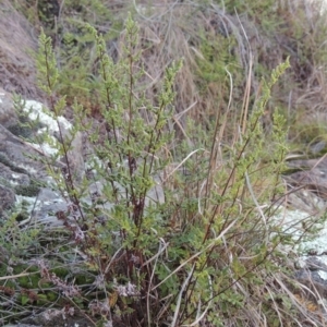 Cheilanthes sieberi at Pine Island to Point Hut - 25 May 2017