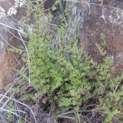 Cheilanthes sieberi at Pine Island to Point Hut - 25 May 2017