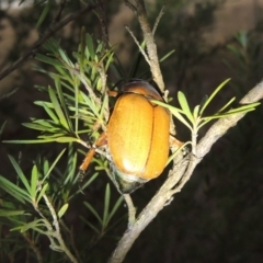 Anoplognathus brunnipennis (Green-tailed Christmas beetle) at Tuggeranong, ACT - 25 May 2017 by michaelb