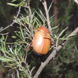 Anoplognathus brunnipennis at Tuggeranong, ACT - 25 May 2017