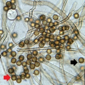 Disciseda australis at Weetangera, ACT - 28 May 2017 12:00 AM