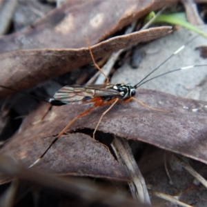 Gotra sp. (genus) at Cook, ACT - 30 May 2017 02:27 PM