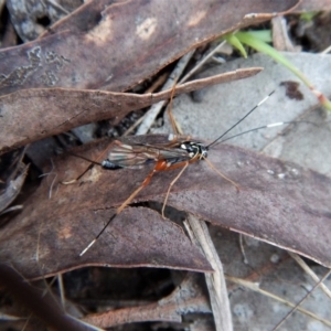 Gotra sp. (genus) at Cook, ACT - 30 May 2017 02:27 PM