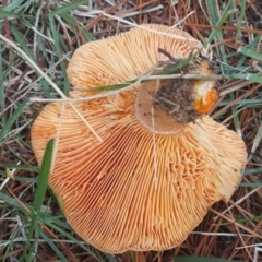 Lactarius deliciosus (Saffron Milkcap) at Haig Park - 30 Apr 2017 by forgebbaboudit