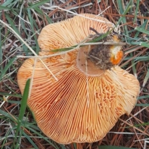 Lactarius deliciosus at Haig Park - 30 Apr 2017 02:35 PM