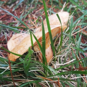 Lactarius deliciosus at Haig Park - 30 Apr 2017 02:35 PM