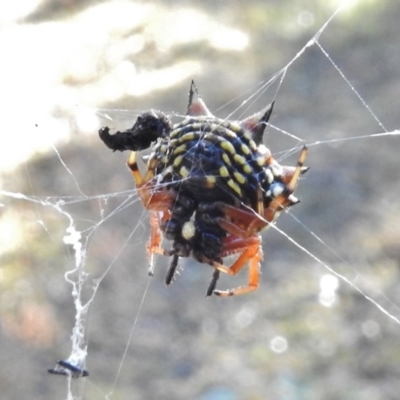 Austracantha minax (Christmas Spider, Jewel Spider) at Mount Mugga Mugga - 29 May 2017 by JohnBundock