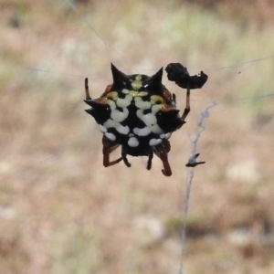 Austracantha minax at O'Malley, ACT - 30 May 2017