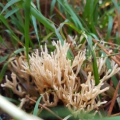 Ramaria sp. (A Coral fungus) at Crace, ACT - 21 May 2017 by forgebbaboudit
