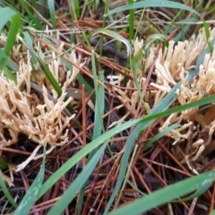 Ramaria sp. at Crace, ACT - 21 May 2017 01:23 PM