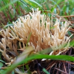 Ramaria sp. at Crace, ACT - 21 May 2017 01:23 PM