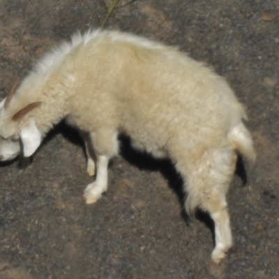 Capra hircus (Goat) at Symonston, ACT - 30 May 2017 by JohnBundock