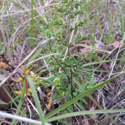 Cheilanthes austrotenuifolia (Rock Fern) at Little Taylor Grasslands - 25 May 2017 by RosemaryRoth