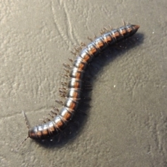 Solaenodolichopus sp. (genus) (Millepede) at Greenway, ACT - 3 Feb 2016 by michaelb