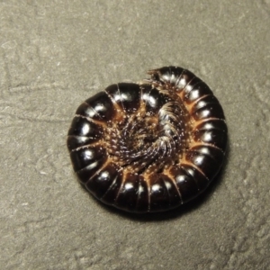 Solaenodolichopus sp. (genus) at Greenway, ACT - 4 Feb 2016