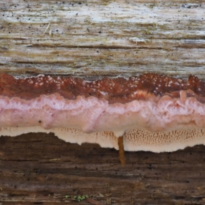 Rhodofomitopsis lilacinogilva complex (Lilac Shelf Fungus) at Cotter River, ACT - 25 May 2017 by KenT