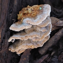 Postia punctata at Namadgi National Park - 25 May 2017 by KenT