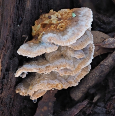 Postia punctata at Cotter River, ACT - 25 May 2017 by KenT