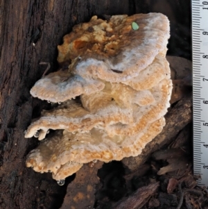 Postia punctata at Cotter River, ACT - 25 May 2017