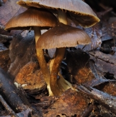 zz agaric (stem; gills not white/cream) at Namadgi National Park - 22 May 2017 by KenT