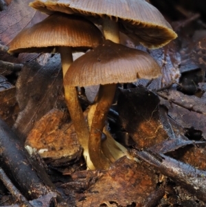 zz agaric (stem; gills not white/cream) at Cotter River, ACT - 22 May 2017