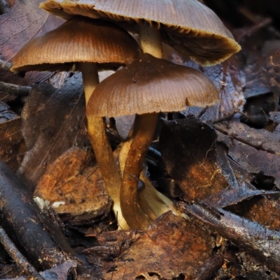 zz agaric (stem; gills not white/cream) at Cotter River, ACT - 22 May 2017 by KenT
