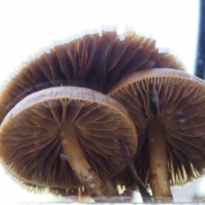 zz agaric (stem; gills not white/cream) at Cotter River, ACT - 22 May 2017