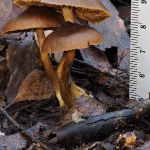 zz agaric (stem; gills not white/cream) at Cotter River, ACT - 22 May 2017 11:22 AM