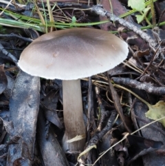 Tricholoma sp. (gills white/creamy) at Tennent, ACT - 21 May 2017 by KenT