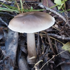 Tricholoma sp. (gills white/creamy) at Tennent, ACT - 21 May 2017