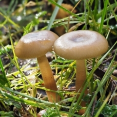 Hygrocybe sp. (gills white/cream) (Waxcaps) at Tennent, ACT - 21 May 2017 by KenT