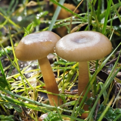 Hygrocybe sp. (gills white/cream) (Waxcaps) at Tennent, ACT - 21 May 2017 by KenT