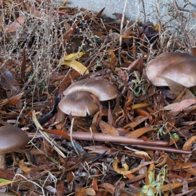 zz agaric (stem; gills not white/cream) at Tennent, ACT - 21 May 2017 by KenT