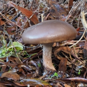 zz agaric (stem; gills not white/cream) at Tennent, ACT - 21 May 2017