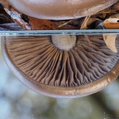 zz agaric (stem; gills not white/cream) at Tennent, ACT - 21 May 2017 09:51 AM