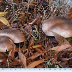 zz agaric (stem; gills not white/cream) at Tennent, ACT - 21 May 2017 09:51 AM