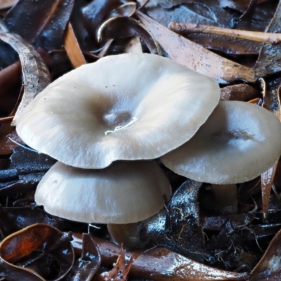 Clitocybe s. l. at Tennent, ACT - 21 May 2017 by KenT