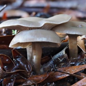 Clitocybe s. l. at Tennent, ACT - 21 May 2017