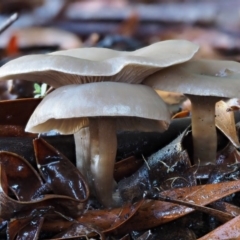 Clitocybe s. l. at Tennent, ACT - 21 May 2017