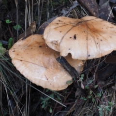 Tricholoma eucalypticum at Cotter River, ACT - 25 May 2017 by KenT