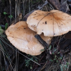 Tricholoma eucalypticum at Namadgi National Park - 24 May 2017 by KenT