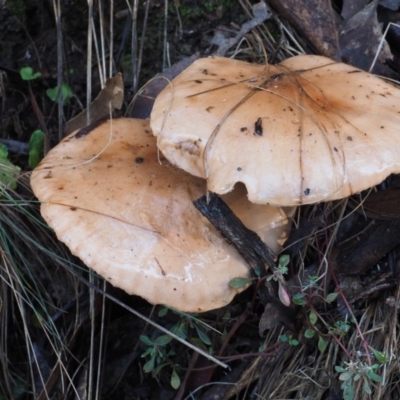 Tricholoma eucalypticum at Cotter River, ACT - 25 May 2017 by KenT