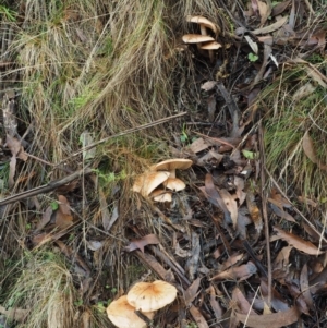 Tricholoma eucalypticum at Namadgi National Park - 25 May 2017